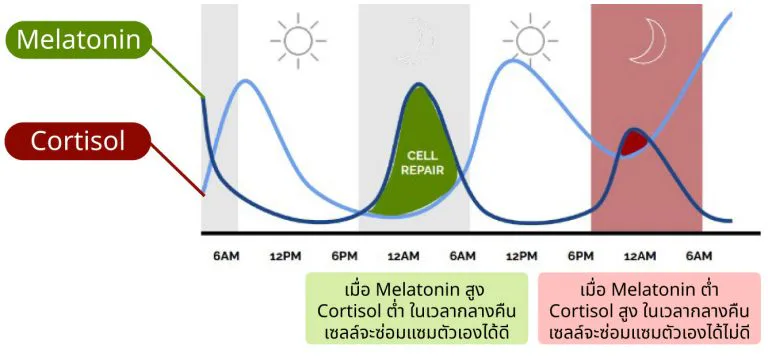 Melatonin and cortisol