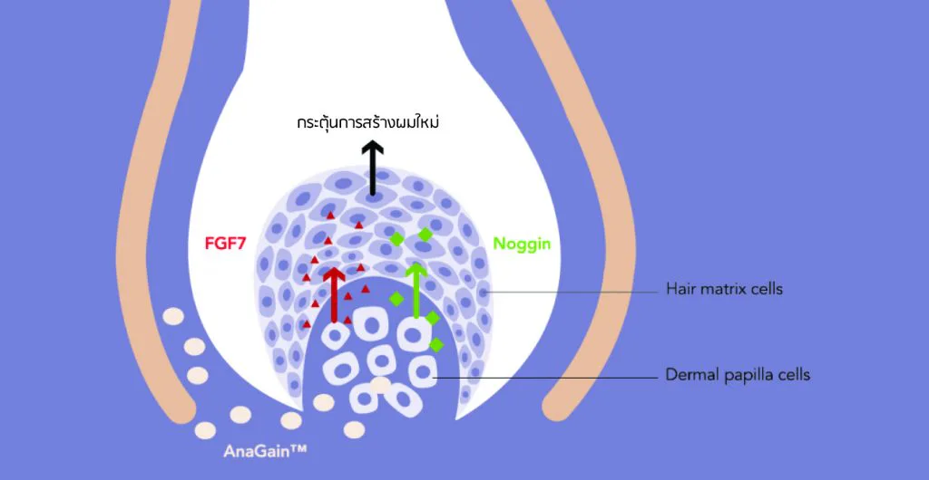 Hair-root cell structure