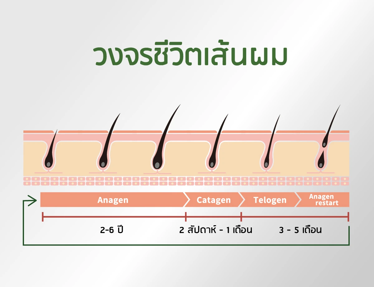 The hair growth cycle