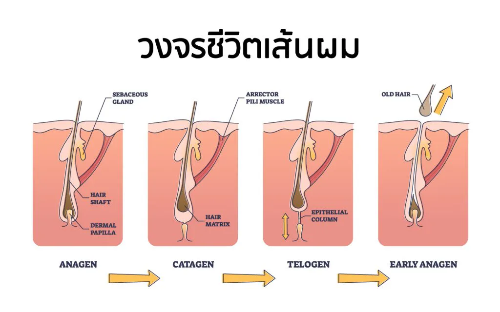 The hair growth cycle