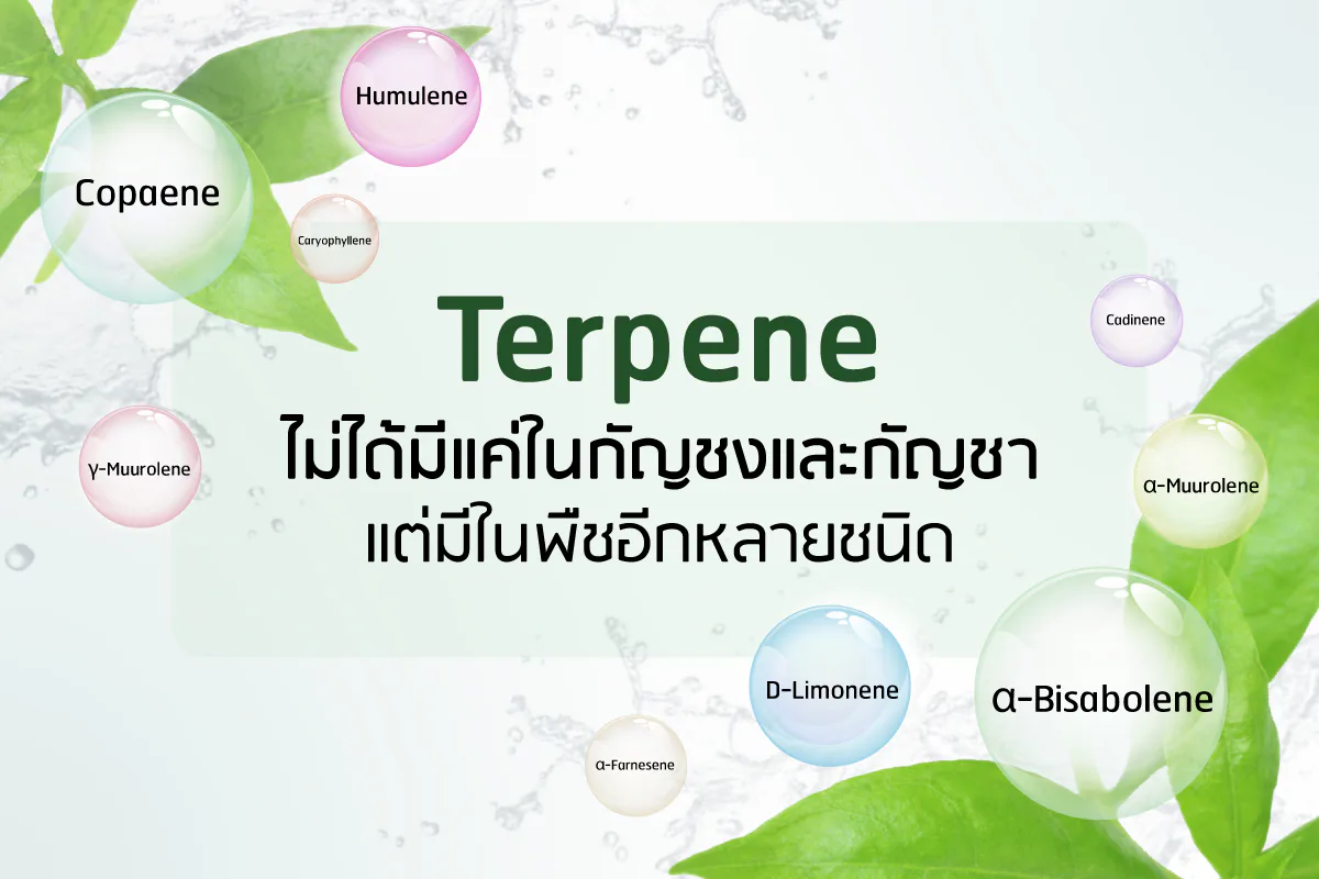 Terpene ช่วยลดผมร่วง